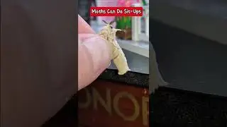 I was impressed by his strength #moths