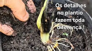 Melhor Técnica de plantio para Caladium's que viajam em estágio de metabolismo acelerado 