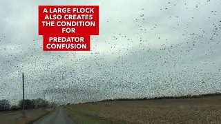 It&rsquo;s a Breathtaking!Huge flock of Blackbirds,Swirling,Billowing&Gyrating in the air/MUST SEE!