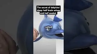 The secret of dolphins' sleep: half brain asleep and half awake!
