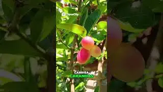 Carissa carandas' Harvest  Ready to Pick  Counting Down the Bounty!