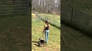 Dog behaviorist explains what your dog look like on a walk? #dog #dogpsychology