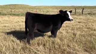 Lot 2