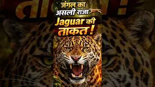 जैगुआर जंगल का असली राजा ! amazing fact about Jaguar. #facts #gk #animals #jungle #shorts