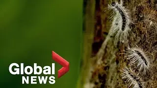 Gypsy moth caterpillars ravaging trees in Ontario, could cause record damage