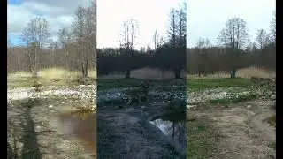 Golden jackal, lynx and wolf at the same location / &Scaron;aakal, ilves ja hunt samas kohas.