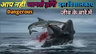 Giant Fish/Interesting/Amazing facts