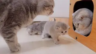 Милый котенок, который послушно возвращается, когда мама-кошка говорит: «Вернись в коробку!»