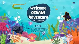 Ocean Adventure Ep14  - Pipefish | Juvenile Batfish| Black Pufferfish | Funny Cartoons and Animation