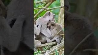 #monkeyreel #babymonkey #Anna #Arian #Toma #Aron #Jan #Albatroop #AmberTroop #AugustoTroop