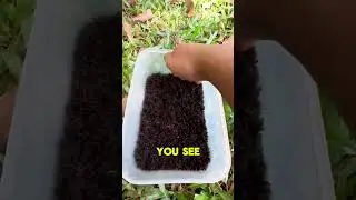 НИКОГДА не пытайтесь это сделать дома 😨 Объяснение способа избавления от муравьев #вирус