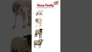 🐏🐑Sheep Family: Ewe, Lamb, Ram, and Yearling - Learn English Vocabulary #learnenglish #sheep