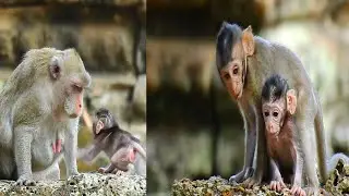Amazing! Mom to shows the ways to go and to do and Brindy  to teaches Jonna to every things she happ