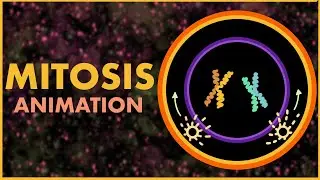 Mitosis | Cell Cycle and Cell Division Class 11 | Mitosis and Meiosis | NEET 2021