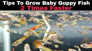 Baby Guppy Not Growing? How to grow baby Guppy Fish 2 Times Faster | Tips & Tricks for faster growth