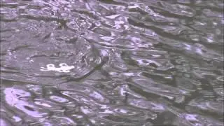 Mudd Butt Baits Floating Devil Craw top water bait for bass.