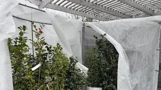 Зимнее❄️⛄️укрытие для уличных камелий🌸бюджетно и своими руками🤷‍♀️🤷‍♀️🤷‍♀️