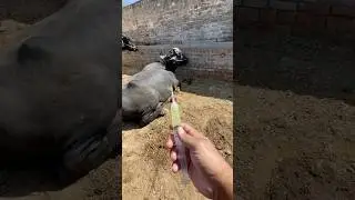 Mastitis | cow video | buffalo video | #cow #viral #animals #cattledisease #vet #farming #pharmafarm