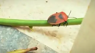 Beetles are insects that form the order Coleoptera, in the superorder Endopterygota.
