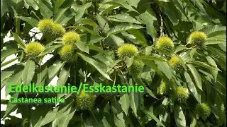 Esskastanie Edelkastanie - Wuchs Ernte Verwendung
