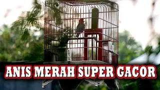 ANIS MERAH SUPER CEPAT DIRESPON langsung GACOR UNTUK PANCINGAN  #pancingananismerah