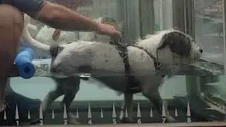 Brooklyn #terrier hydrotherapy walking patellar luxation recovery