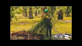 CLAVES PARA SINCRONIZACI&Oacute;N E IATF EXITOSAS - La Finca de Hoy
