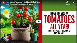 How to Grow Tomatoes in Soil Bags for a Year-Round Harvest | Easy Gardening Tips