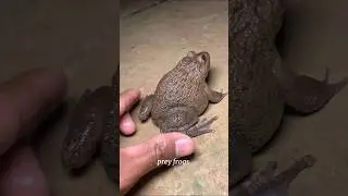 Funny frog cathing 😱 wep wep cathing frog 😛😛#funnyshorts