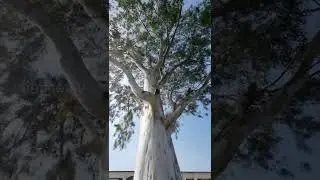 Eucalyptus Tree 🌳 Safeda #Shorts