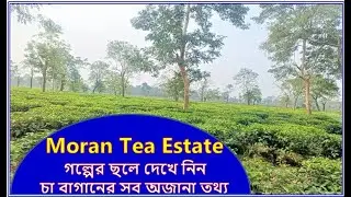 Stories from the Tea Garden   Moran Tea Estate