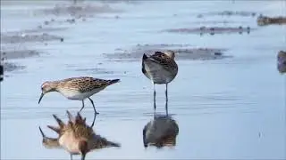 Gestreepte Strandloper (Pectoral Sandpiper) at Callantsoog,
