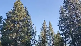 Over 50 mph Winds, trees bending and breaking in Central Oregon