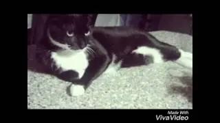 MON MAGNIFIQUE CHAT