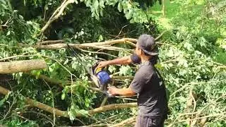 Manual Tree Maintenance by Village Farmers #RuralAgriculture #TraditionalFarming
