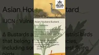 No.5 Species in News Upsc2022 #emergeias #speciesinnews2022 #upsc2022 #asianhoubarabastard #upsc