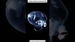 Fact about marine life glass squid shorts #shorts