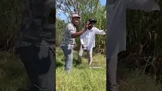 Los gallinazos