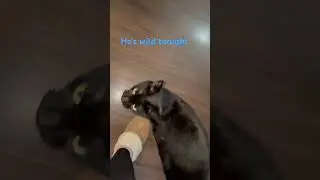 My cat is  starting with me tonight! Yelling at me lol 😆