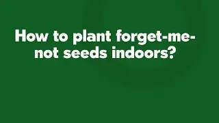 How to plant forget-me-not seeds indoors?