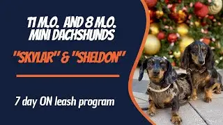 🐶🦮San Diego Dog Trainers / San Diego Dog Training 🦮🐶