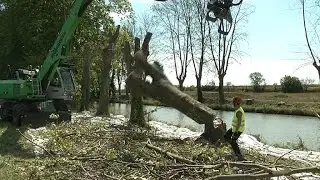 Abattage en masse de platanes du canal du Midi