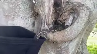 Coastal carpet python in Lismore #python #snake #coastalcarpetpython 
