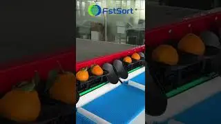 Orange Sorting, Grading, and Packing Lines Post Harvest Processing of Citrus Fruits Sorter​