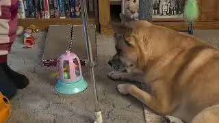 An Odd Toy That No One Likes 