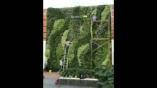 Green Wall Maintenance Work In Progress 2023 | Green wall Design 2023 #greenwall #verticalgardening