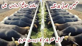 Profit in Millions Gabhon Jhoti Farming Business ll Kernal Khizar Farm ll #Jhotian #Gabon #Heifers