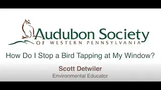 How do I keep a bird from tapping at my window?