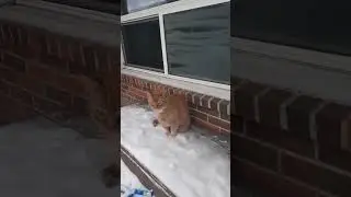 Cat enjoying the snow😸 -Meatball the cat # cats
