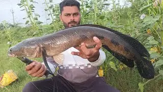 Big Snakehead fishing/ maral fishing how to catch snakehead fish